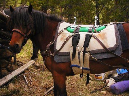 Signy with pack saddle